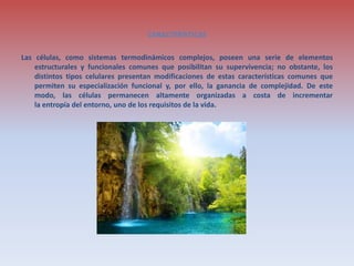 CARACTERÍSTICAS
Las células, como sistemas termodinámicos complejos, poseen una serie de elementos
estructurales y funcionales comunes que posibilitan su supervivencia; no obstante, los
distintos tipos celulares presentan modificaciones de estas características comunes que
permiten su especialización funcional y, por ello, la ganancia de complejidad. De este
modo, las células permanecen altamente organizadas a costa de incrementar
la entropía del entorno, uno de los requisitos de la vida.
 