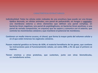 CARACTERÍTICAS ESTRUCTURALES
Individualidad: Todas las células están rodeadas de una envoltura (que puede ser una bicapa
lipídica desnuda, en células animales; una pared de polisacárido, en hongos y vegetales;
una membrana externa y otros elementos que definen una pared compleja, en
bacterias Gram negativas; una pared de peptidoglicano, en bacterias Gram positivas; o una
pared de variada composición, en arqueas) que las separa y comunica con el exterior, que
controla los movimientos celulares y que mantiene el potencial de membrana.
Contienen un medio interno acuoso, el citosol, que forma la mayor parte del volumen celular y
en el que están inmersos los orgánulos celulares.
Poseen material genético en forma de ADN, el material hereditario de los genes, que contiene
las instrucciones para el funcionamiento celular, así como ARN, a fin de que el primero se
exprese.
Tienen enzimas y otras proteínas, que sustentan, junto con otras biomoléculas,
un metabolismo activo.
 