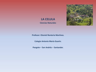 LA CELULA
Ciencias Naturales
Profesor: Otoniel Rentería Martínez.
Colegio Antonio María Guarín.
Pangote – San Andrés – Santander.
 