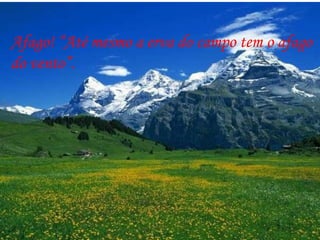 Afago! “Até mesmo a erva do campo tem o afago do vento”. 