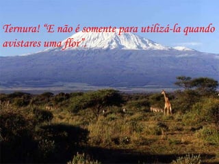 Ternura! “E não é somente para utilizá-la quando avistares uma flor”. 