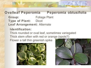 Ovalleaf Peperomia Peperomia obtusifolia
Group: Foliage Plant
Type of Plant: Dicot
Leaf Arrangement: Alternate
Identification:
Thick rounded or oval leaf, sometimes variegated
Thick stem often with red or orange (spots?)
Flower a tall thin greenish spike
 