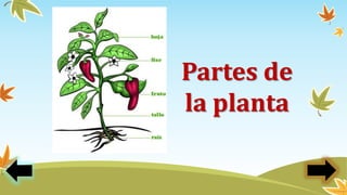 Partes de
la planta