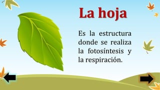 Es la estructura
donde se realiza
la fotosíntesis y
la respiración.
La hoja