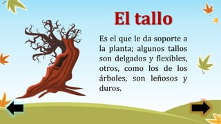 El tallo
Es el que le da soporte a
la planta; algunos tallos
son delgados y flexibles,
otros, como los de los
árboles, son leñosos y
duros.