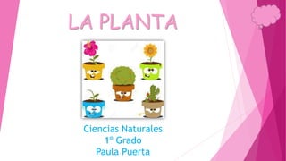 LA PLANTA
Ciencias Naturales
1º Grado
Paula Puerta
 