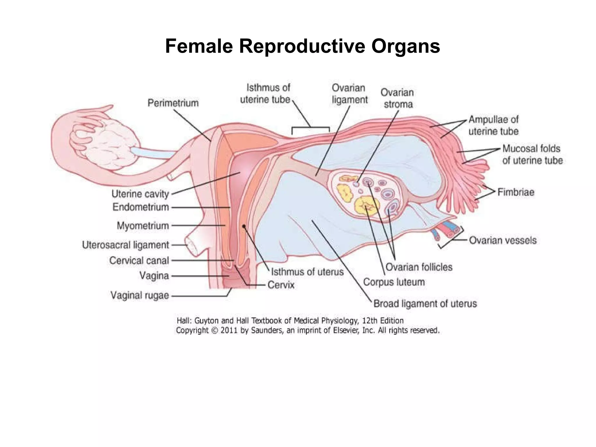 Female Reproductive Organs 