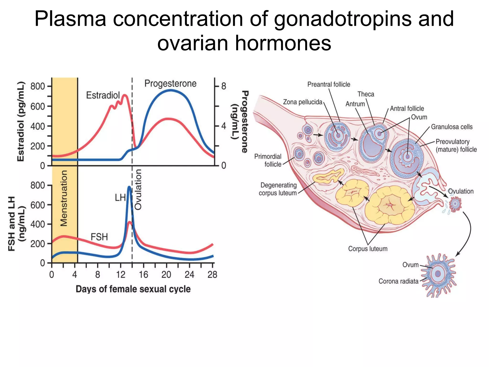 Plasma concentration of gonadotropins and ovarian hormones 
