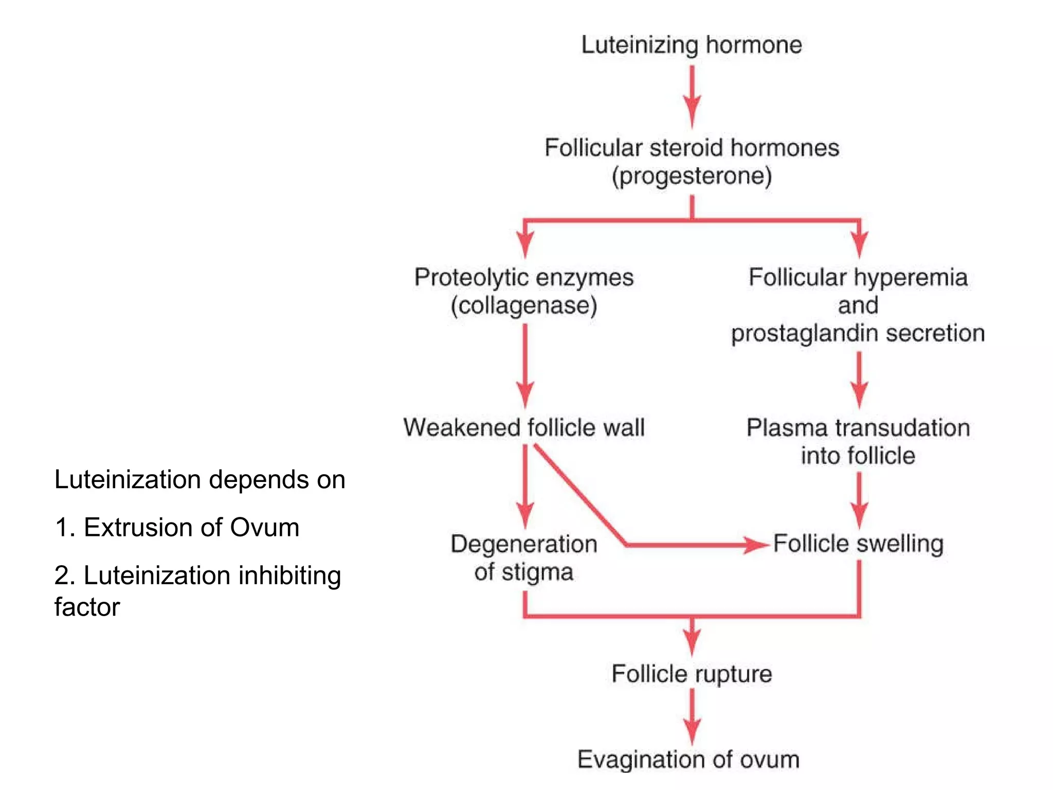 Luteinization depends on 1. Extrusion of Ovum 2. Luteinization inhibiting factor 
