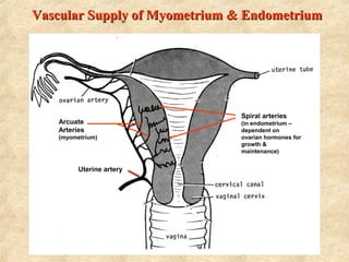 Arcuate
Arteries
(myometrium)
Uterine artery
Spiral arteries
(in endometrium –
dependent on
ovarian hormones for
growth &
maintenance)
Vascular Supply of Myometrium & EndometriumVascular Supply of Myometrium & Endometrium
 