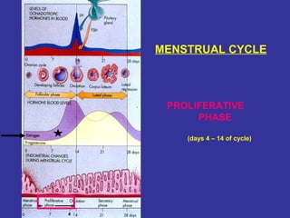PROLIFERATIVE
PHASE
(days 4 – 14 of cycle)
MENSTRUAL CYCLE
4
 