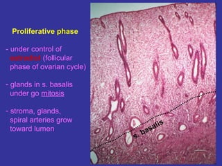 Proliferative phase
- under control of
estradiol (follicular
phase of ovarian cycle)
- glands in s. basalis
under go mitosis
- stroma, glands,
spiral arteries grow
toward lumen
s. basalis
 