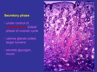 Secretory phase
- under control of
progesterone (luteal
phase of ovarian cycle
- uterine glands coiled,
larger lumens
- secrete glycogen,
mucin
 