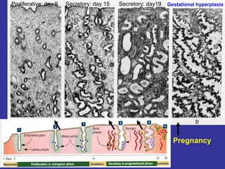 Gestational hyperplasiaProliferative: day 9 Secretory: day 15 Secretory: day19
Pregnancy
 