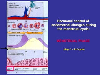 Hormonal control of
endometrial changes during
the menstrual cycle:
MENSTRUAL PHASEMENSTRUAL PHASE
(days 1 – 4 of cycle)
 