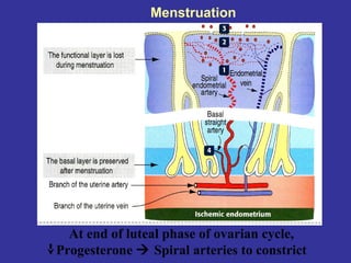 Menstruation
At end of luteal phase of ovarian cycle,
Progesterone  Spiral arteries to constrict
 