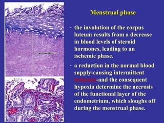 Menstrual phaseMenstrual phase
- the involution of the corpus
luteum results from a decrease
in blood levels of steroid
hormones, leading to an
ischemic phase.
- a reduction in the normal blood
supply-causing intermittent
ischemia-and the consequent
hypoxia determine the necrosis
of the functional layer of the
endometrium, which sloughs off
during the menstrual phase.
 