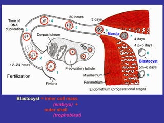 Blastocyst
Blastocyst = inner cell mass
(embryo) +
outer shell
(trophoblast)
Fertilization
1
2
3
4
5
6
7
8
9
Morula
 