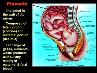 Placenta
Implanted in
the wall of the
uterus
Composed of
fetal portion
(chorion) and
maternal portion
(decidua)
Exchange of
gases, nutrients
waste products
without any
mixing of
maternal & fetal
blood
 