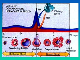 Follicular Phase Luteal Phase
 