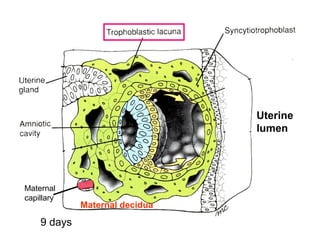 9 days
Maternal
capillary
Uterine
lumen
Maternal decidua
 