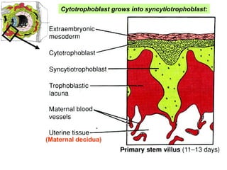 Cytotrophoblast grows into syncytiotrophoblast:
(Maternal decidua)
 