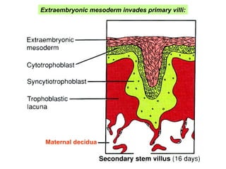 Extraembryonic mesoderm invades primary villi:
Maternal decidua
 