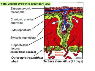 (Intervillous spaces)
Fetal vessels grow into secondary villi:
Outer cytotrophoblast
shell
Maternal
decidua
 