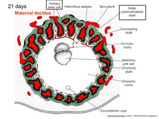21 days
Maternal decidua
Human Embryology, Larsen, 1993 Churchill Livingstone
 