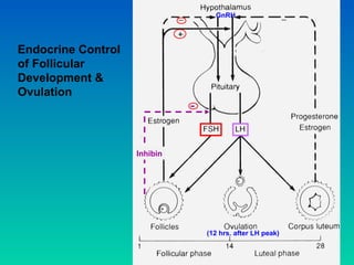 Endocrine Control
of Follicular
Development &
Ovulation
GnRH
(12 hrs. after LH peak)
-
Inhibin
 