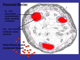 Placental Barrier
Intervillous space
(maternal blood)
O2, H2O,
electrolytes,
carbohydrates,
lipids, proteins,
antibodies
CO2, H2O, hormones,
metabolic waste
products
 