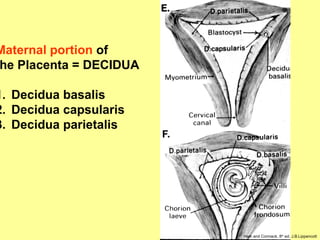 Maternal portion of
he Placenta = DECIDUA
1. Decidua basalis
2. Decidua capsularis
3. Decidua parietalis
Ham and Cormack, 8th
ed. J.B.Lippencott
 