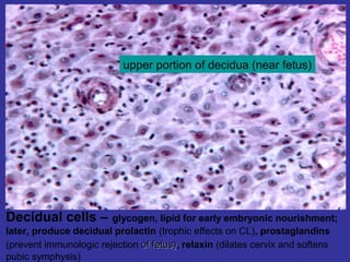 Decidual cells – glycogen, lipid for early embryonic nourishment;
later, produce decidual prolactin (trophic effects on CL), prostaglandins
(prevent immunologic rejection of fetus)of fetus), relaxin (dilates cervix and softens
pubic symphysis)
upper portion of decidua (near fetus)
 