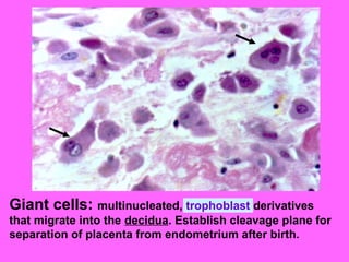 Giant cells: multinucleated, trophoblast derivatives
that migrate into the decidua. Establish cleavage plane for
separation of placenta from endometrium after birth.
 