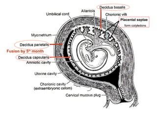 Fusion by 5th
month
(form cotyledons(form cotyledons
Placental septae
 