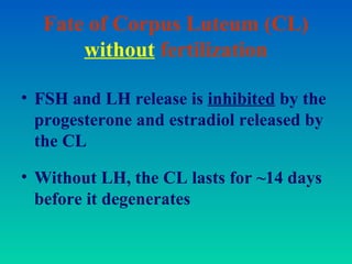 Fate of Corpus Luteum (CL)
without fertilization
• FSH and LH release is inhibited by the
progesterone and estradiol released by
the CL
• Without LH, the CL lasts for ~14 days
before it degenerates
 