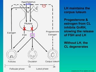 GnRH
LH maintains the
corpus luteum
Progesterone &
estrogen from CL
inhibits GnRH,
slowing the release
of FSH and LH
Without LH, the
CL degenerates
Junqueira et al. 8th
ed. Appleton and Lange
X X
 