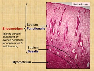 Stratum
Functionalis
Stratum
Basalis
Myometrium
Endometrium
(glands present;
dependent on
ovarian hormones
for appearance &
maintenance)
Uterine lumen
 