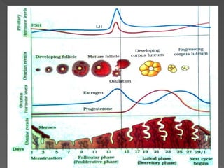 Comprehensive Overview of the Ovarian and Menstrual Cycles in Female ...
