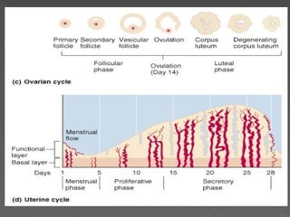 Comprehensive Overview of the Ovarian and Menstrual Cycles in Female ...