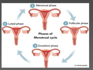 Comprehensive Overview of the Ovarian and Menstrual Cycles in Female ...