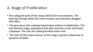 Frothy Stage Ovarian cycle notes for medical- Copy.pptx