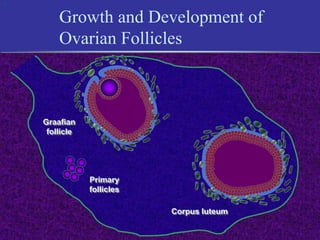 1
Corpus luteum
Graafian
follicle
Primary
follicles
Growth and Development of
Ovarian Follicles
 