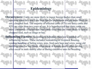 Epidemiology
Occurrences: Cattle are more likely to ingest foreign bodies than small
ruminant since they don’t use their lips for prehension and are more likely to
eat a chopped feed. The majority of affected cattle (87%) are dairy cattle and
93% are older than two years of age. It is hypothesized that dairy cattle are
more commonly affected than beef cattle since they are more likely to feed a
chopped feed, such as silage or hay.
Influencing Factors: According to Schipper, there are a number of
influencing factors. These includes; remodeling of livestock housing,
careless handling of baling wires, pins, feed sack bags and wires, using old
buildings sites for hay fields, often occur in female shortly after calving,
often occur in male shortly after or during extensive uses for breeding.
 