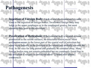 Pathogenesis
• Ingestion of Foreign Body: Lack of oral discrimination by cattle
leads to the ingestion of foreign bodies. Swallowed foreign body may
lodge in the upper esophagus or in the esophageal groove; but most
instances they pass to the reticulum.
• Penetration of Reticulum: If the reticular wall is injured without
penetration to the serous surfaces, no detectable illness occur. Most
perforation occurs in the lower part of the cranial wall of reticulum but
some occur laterally in the direction of the spleen and medially towards the
liver. In the sites for long period and gradually be corroded away. Many
foreign bodies may not remain embedded but are commonly found free in
the reticulum if surgery is carried out about 72 hours after illness
commences.
 