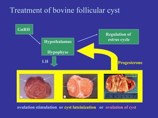 GnRH
Hypothalamus
Hypophyse
LH Progesterone
Regulation of
estrus cycle
Treatment of bovine follicular cyst
ovulation stimulation or cyst luteinization or ovulation of cyst
 