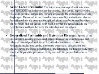 • Acute Local Peritonitis: The initial reaction to perforation is acute
local peritonitis and it depends on the severity. The ventral aspects of the
reticulum becomes adherent to varying degrees to the abdominal floor and
diaphragm. This result in decreased reticular motility and reticular abscess
formation which is a common complication and may be located between
the reticulum and the ventral body wall, between the reticulum and the
right thoracic wall and between the reticulum and the spleen.
• Generalized Peritonitis and Extension Diseases: Spread of the
inflammation causing generalized peritonitis may occur in the cows that
calves at time of perforation and in cattle that are forced to exercise.
Peritonitis results in toxemia, alimentary tract stasis, dehydration and
shock. During the initial penetration of the reticulum, the foreign body may
penetrate beyond the peritoneal cavity and into the pericardial sacks or
pleural.
 