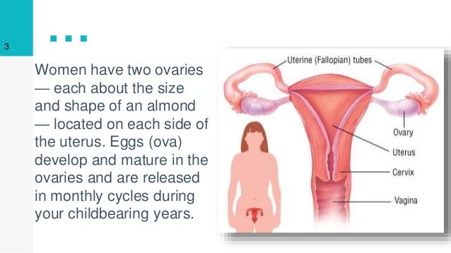 ovary location choice image human anatomy organs diagram size of ovaries