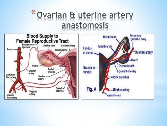 Ovarian & endometrial cancer