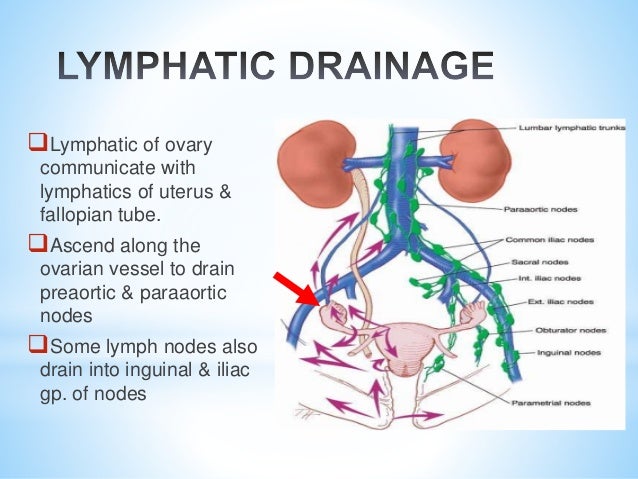 Ovarian Endometrial Cancer ovarian-endometrial-cancer